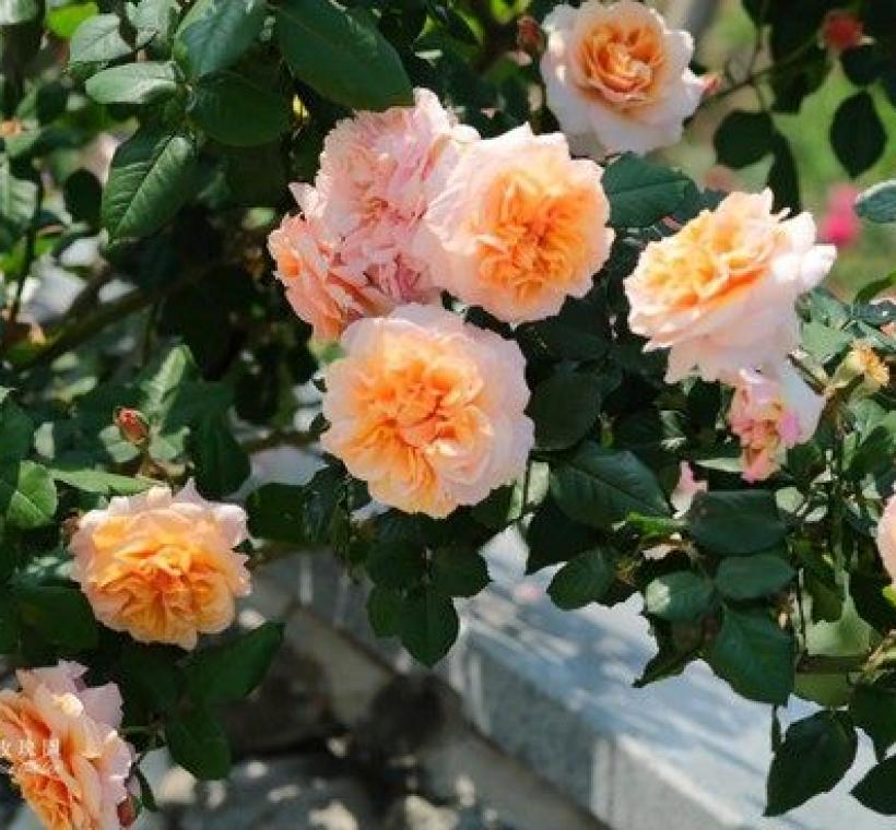 維爾西尼（Versigny）位於秘密花園區石牆右緣邊盛大綻放中