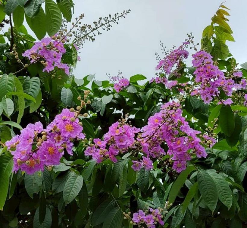 大花紫薇相較於紫薇豔麗花色，大花紫薇的花色則更顯柔和雅致，介於粉紅與淡紫之間，猶如晨曦映照下的雲霞