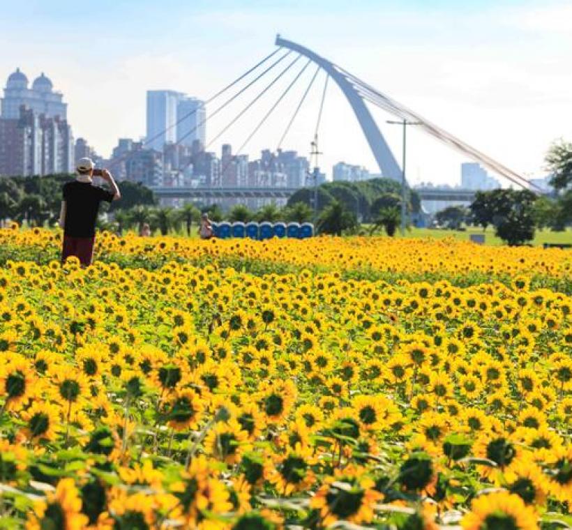 大佳河濱花海 向日葵花海盛開 現在正是賞花期 