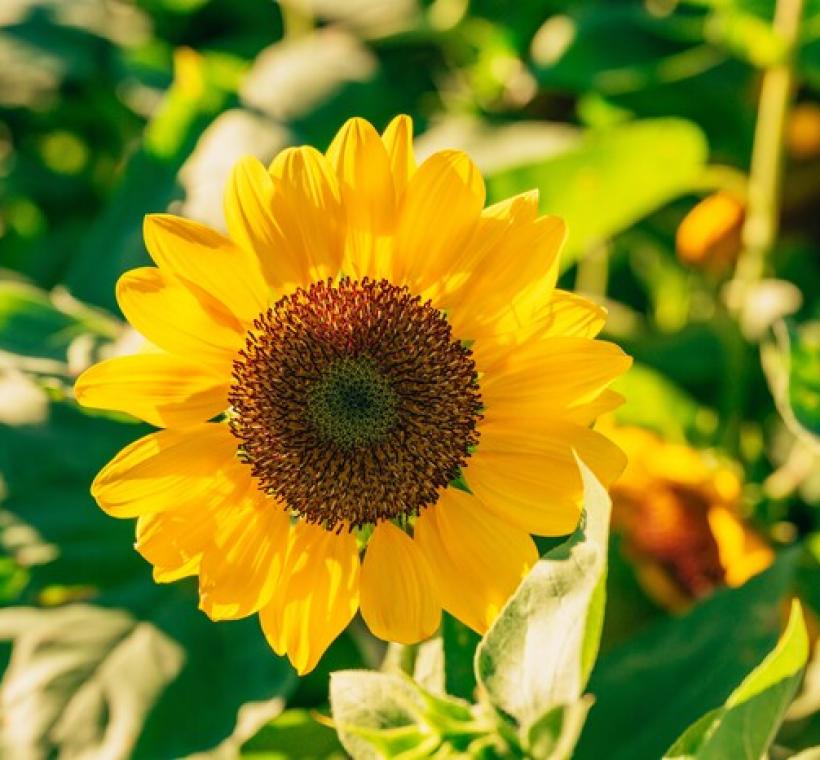 2025大佳河濱花海