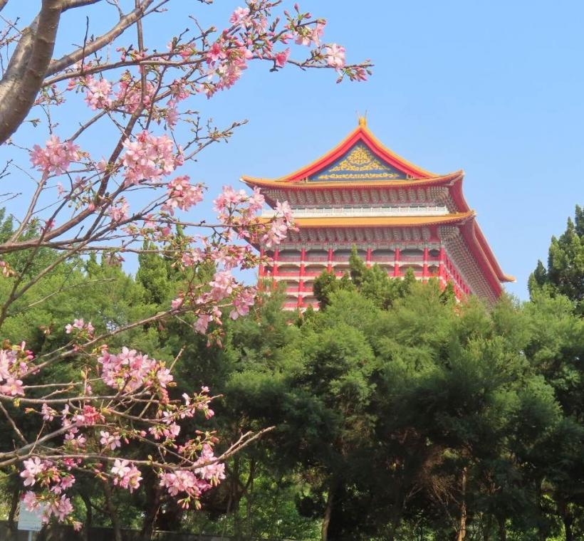 士林區劍潭國小對面捷運線形公園富士櫻襯托圓山大飯店奇觀。