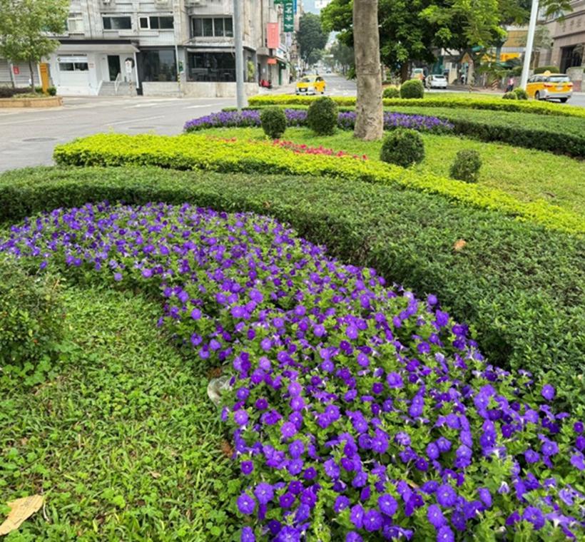 圖5.中山北路與天母東西路交叉路口種植矮牽牛(紅色配紫色)、金葉金露華、福建茶、胡椒木、七里香