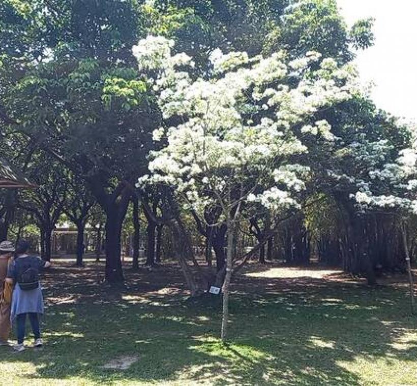 大安森林公園流蘇花開，吸引民眾駐足欣賞