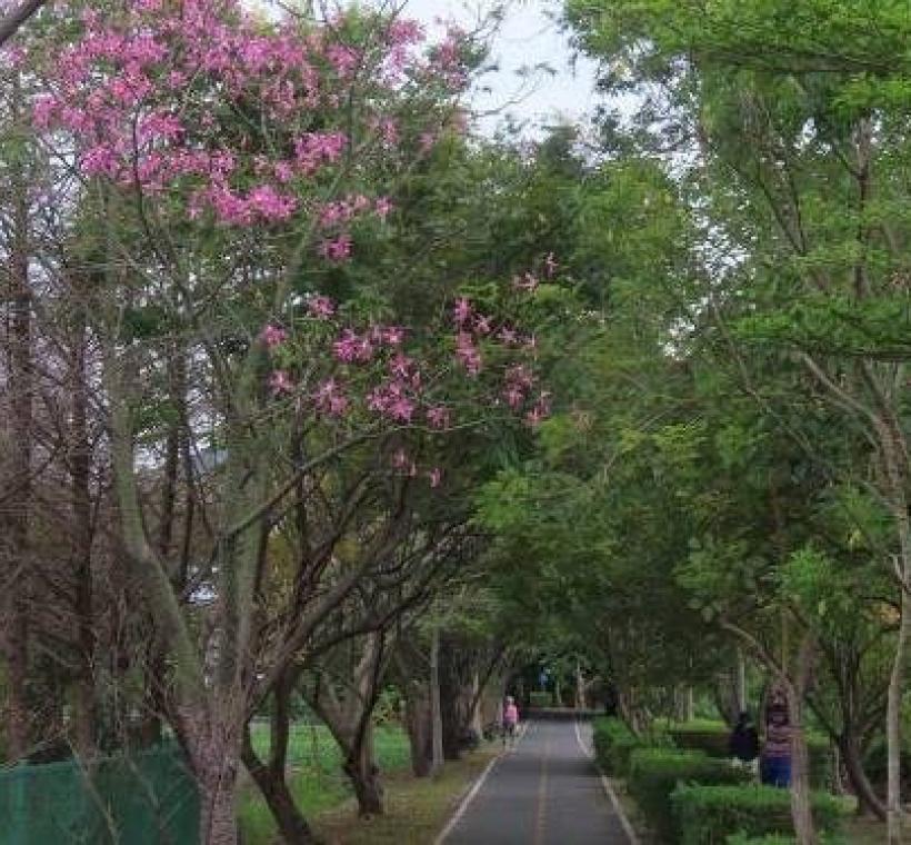 (圖片6) 北投田心仔綠地美人樹為自行車健行客增添秋色