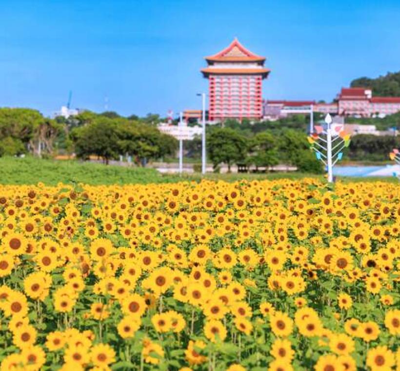 大佳河濱花海 向日葵花海盛開 現在正是賞花期 