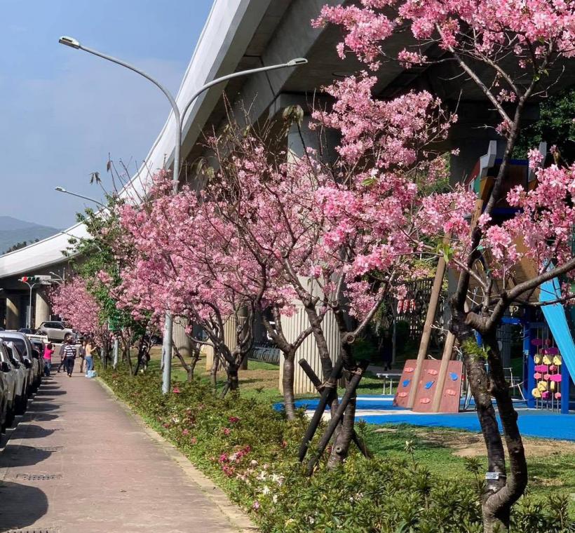 劍潭國小對面 富士櫻