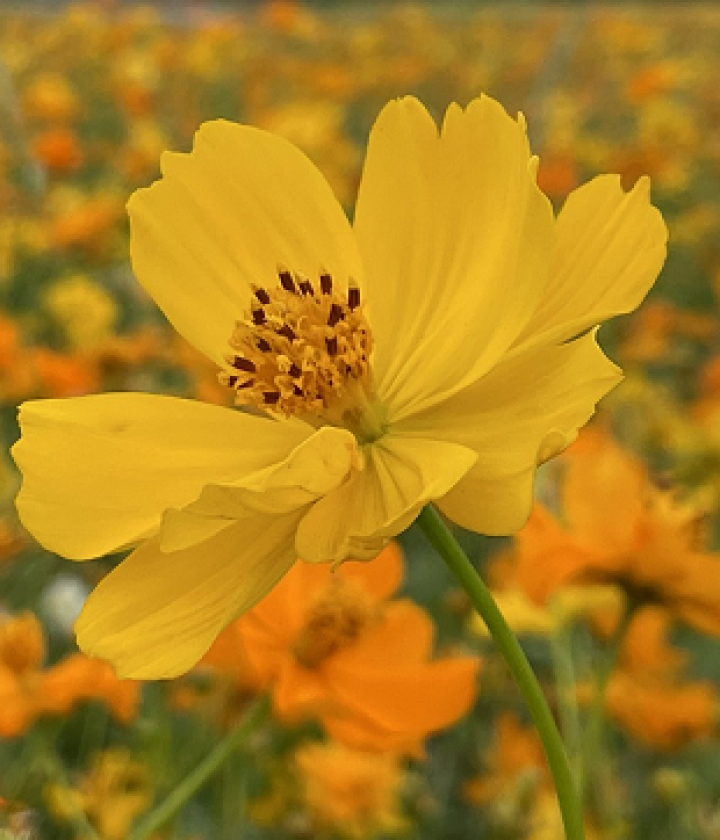 黃波斯菊