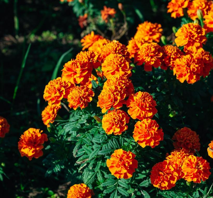 2025中正河濱花海