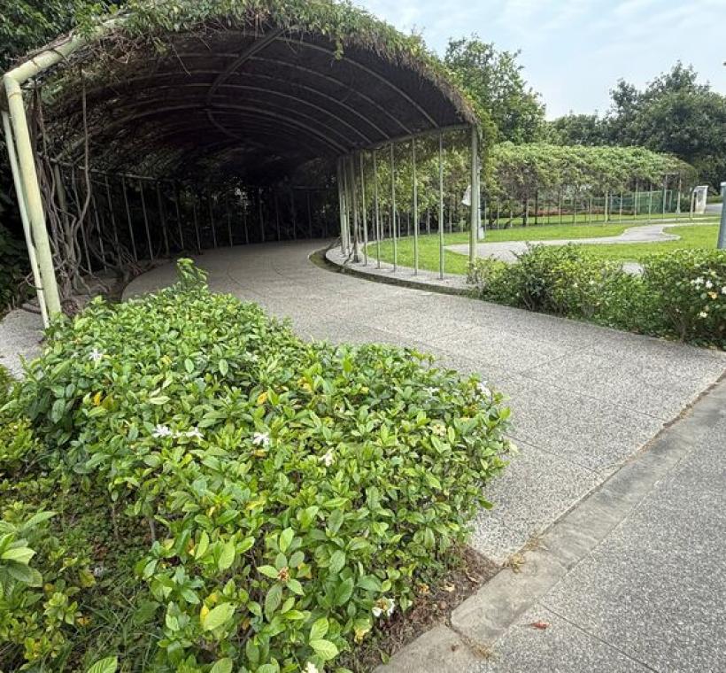 梔子花為圓山公園在初夏新增一抹耀眼的白色光芒。