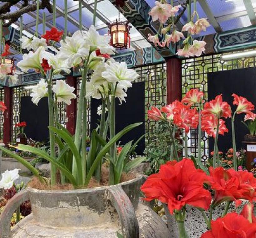 本次展出紅、白、粉、雙色、單重瓣等近20種孤挺花