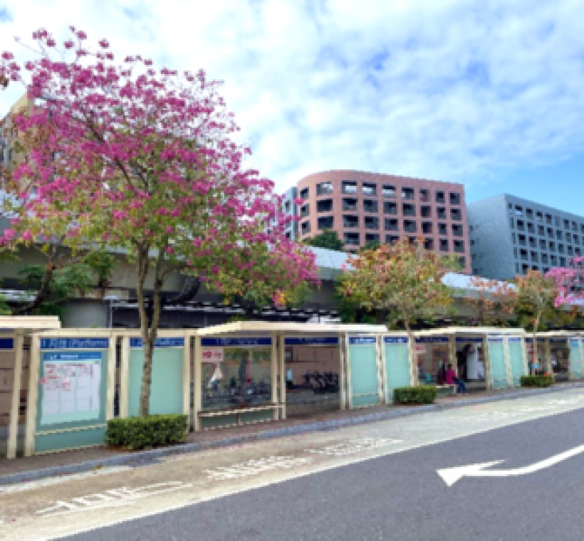 漫步於人行道觀賞洋紅風鈴木