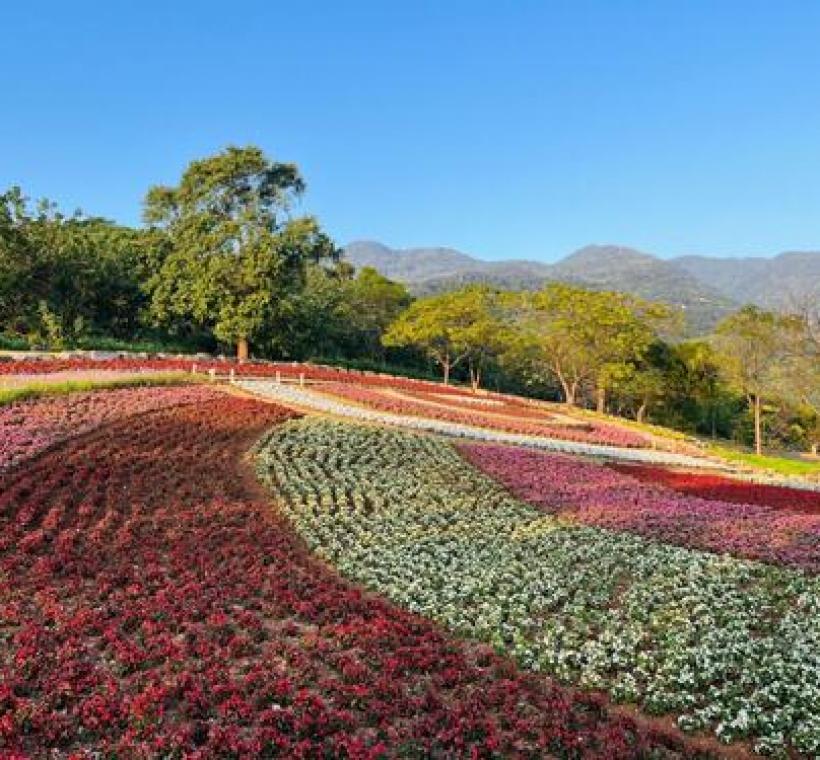 三層崎彩色浪花海展期至331（日），歡迎把握春日尾聲，欣賞三層崎花海的繽紛綻放。