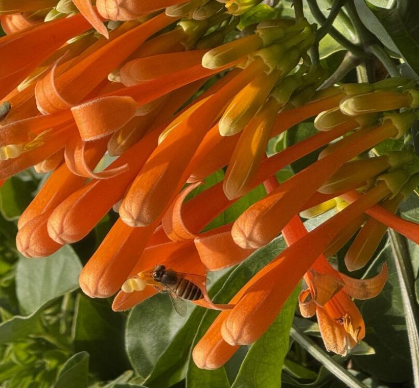 蜜蜂也忙碌穿梭在花叢內採蜜。