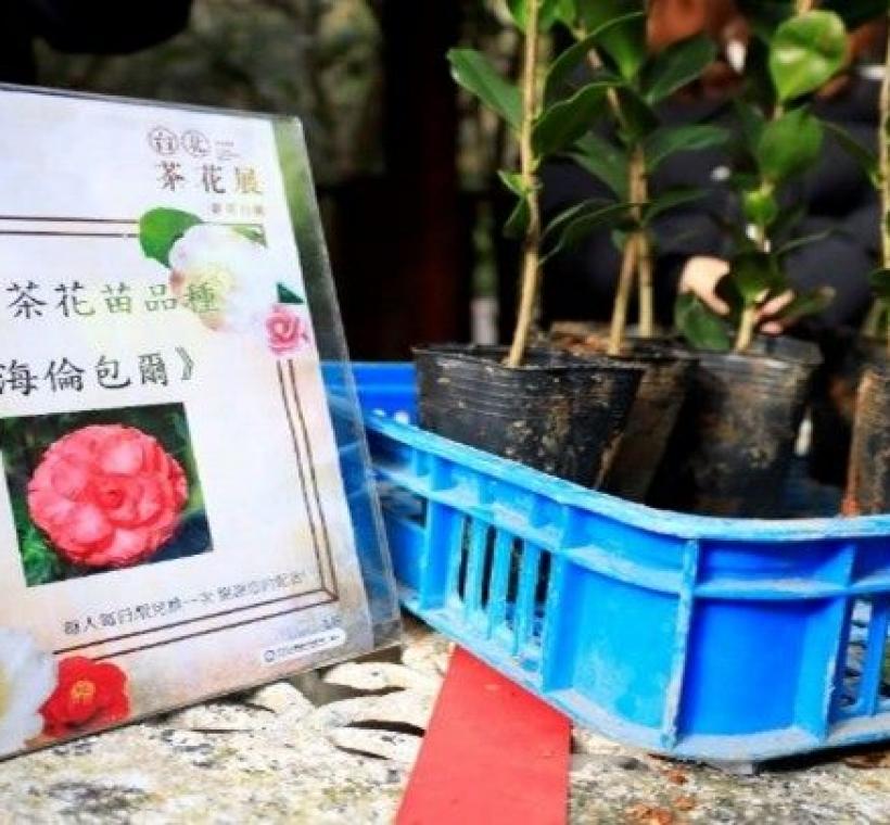 「茶花香頌」假日活動期間，民眾憑3張未開獎、不限金額之發票或載具，即可兌換茶花苗一盆。