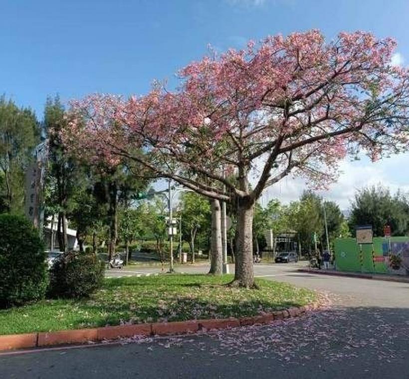 (圖片1) 士林官邸迎賓的美人樹10月初開花盛況