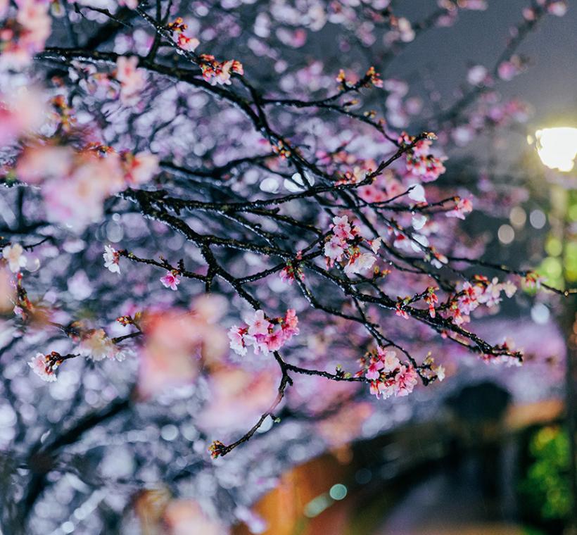 2026樂活寒櫻-夜間4