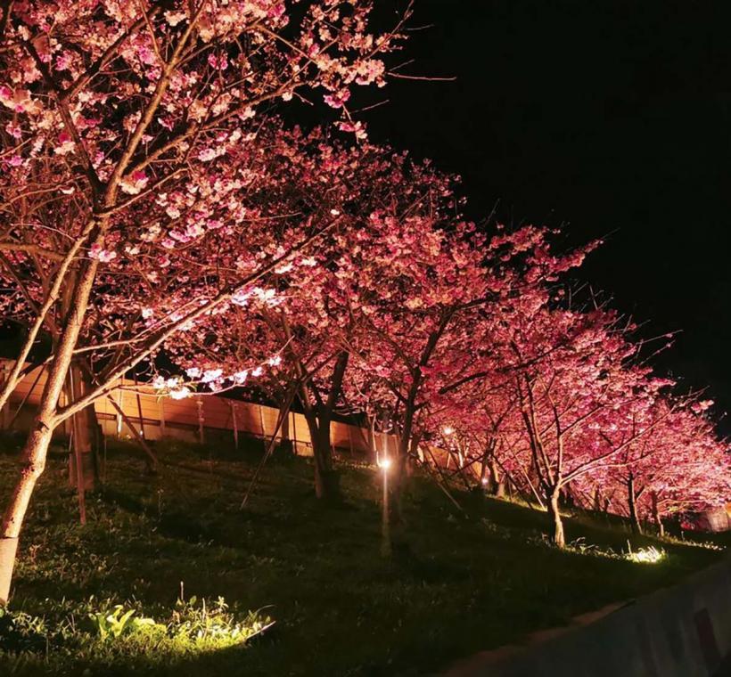 2025 LOHAS Cherry Blossom Festival