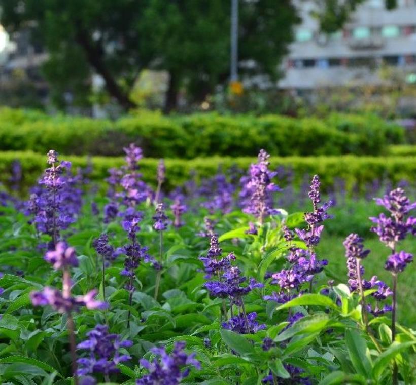 仁愛圓環選用藍色系粉萼鼠尾草