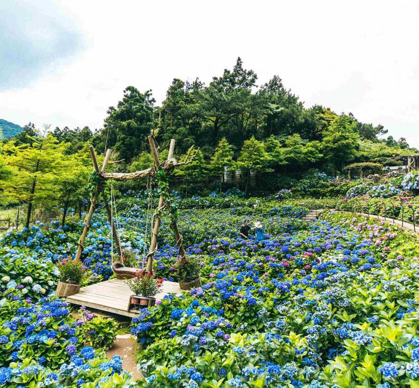 圖2、名陽匍休閒農莊有美麗的繡球花海圍繞著木製鞦韆