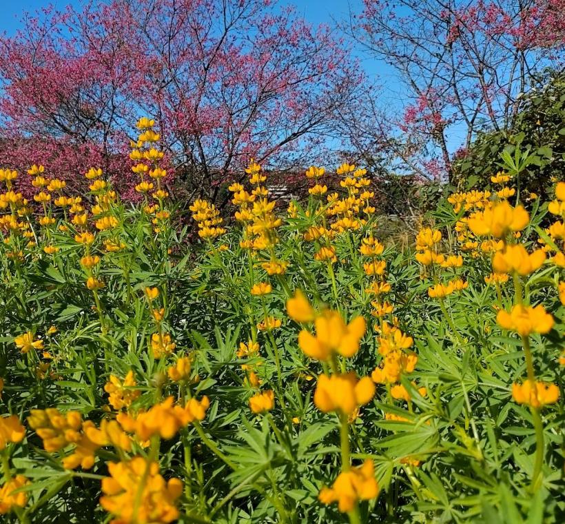 如「黃金搖鈴」的魯冰花，花序挺立、色澤金黃