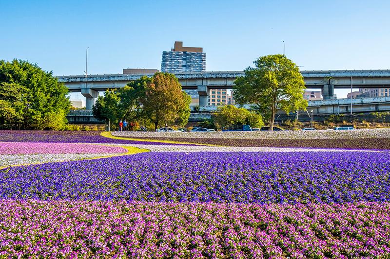 古亭河濱公園花海 