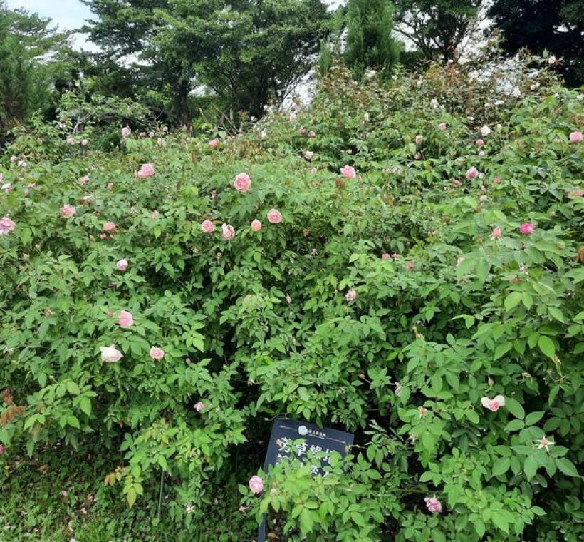 一朵朵「櫻鏡」串連成浪漫花海，枝頭上有許多花苞即將盛開。