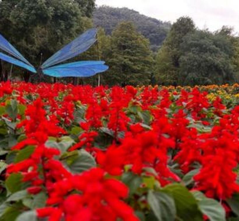 花開聲不息展區種植多種草花，交織成四季花海的繽紛景致
