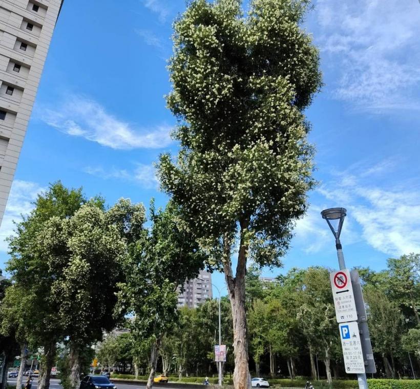 颯爽金風拂過新生南路，沿途高聳挺立的白千層也迎來秋天的盛花期