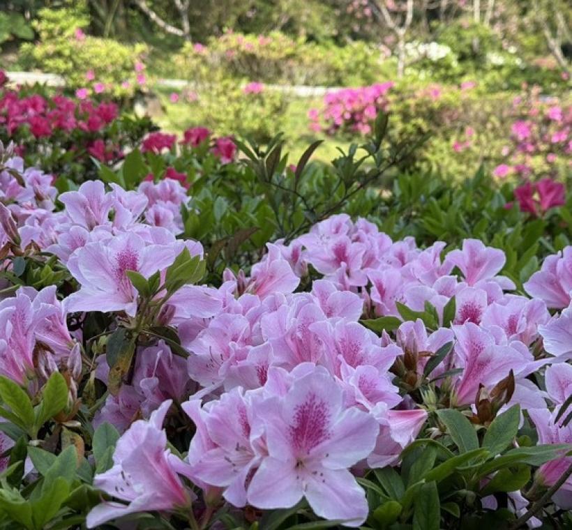 杜鵑花鋪展出柔和粉色花海，層層堆疊，宛如春日浪漫的底色
