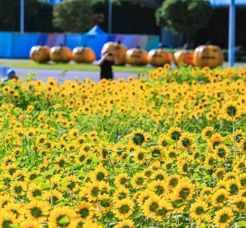 大佳河濱花海 向日葵花海盛開 現在正是賞花期 