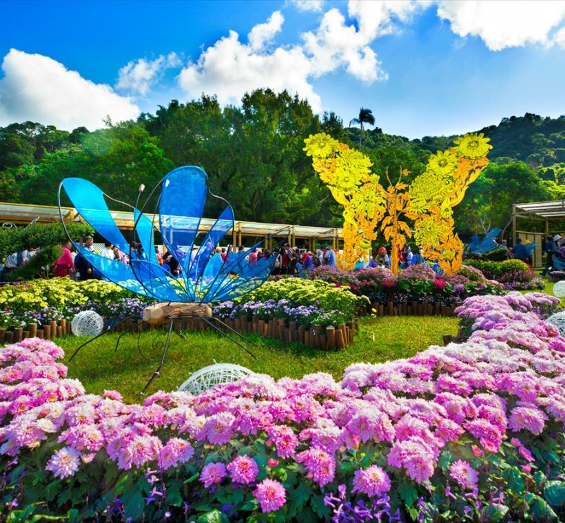 優選-郭美蓉-蛻菊