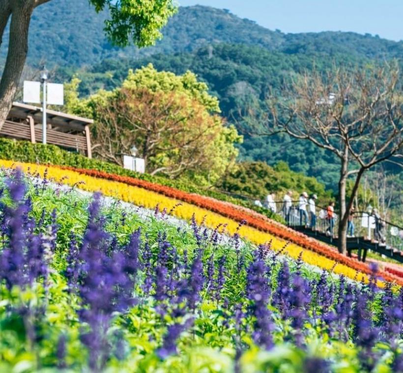 圖3三層崎的花海美景
