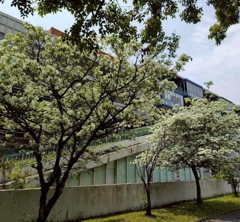 臺灣大學校園內的流蘇樹開花