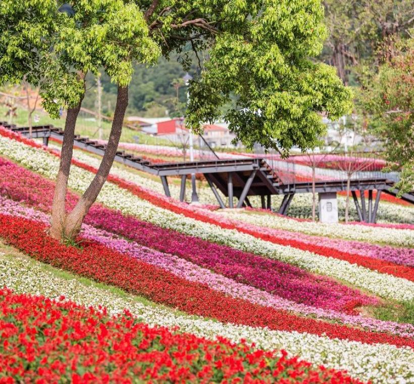 被譽為「臺版富良野」的三層崎公園，順應坡地地形呈現層次花海，結合薰衣草、石竹等花卉勾勒大冠鷲圖騰，展現彩色三層崎的春日花海風景。