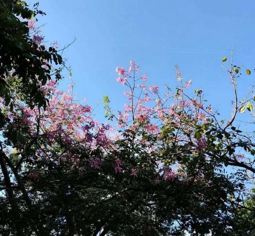 秋意漸濃，臺北街頭卻迎來一場美人樹繽紛的秋日花景(文德1號綠地)