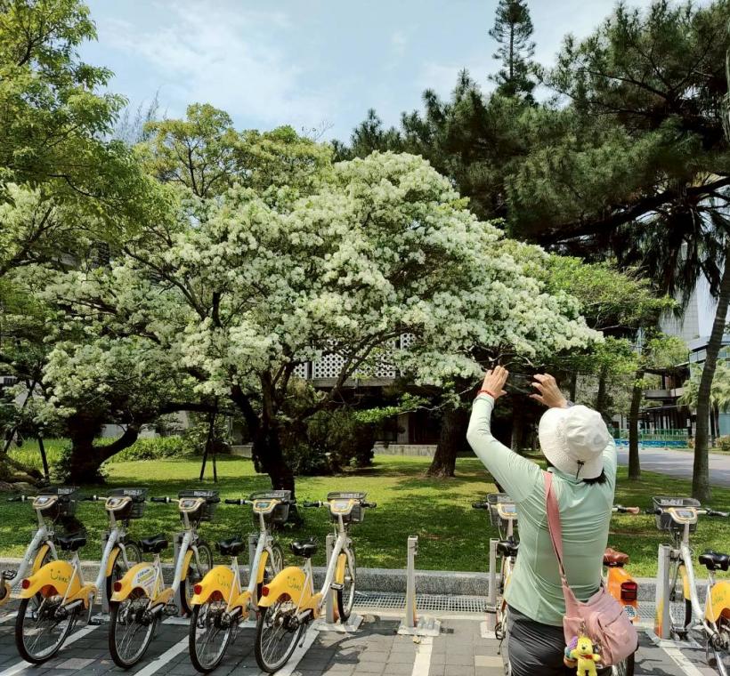 盛開流蘇吸引民眾駐足觀賞