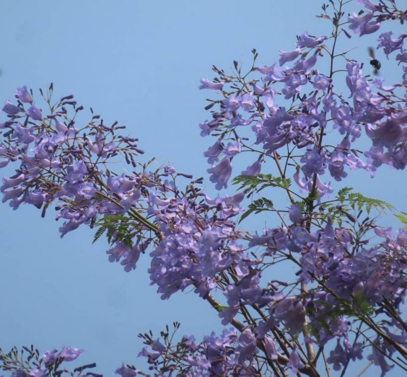 天母浪漫亭藍花楹蟲鳥訪花。