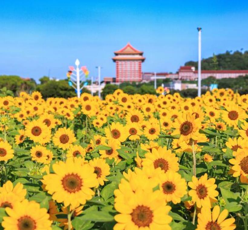 大佳河濱花海 向日葵花海盛開 現在正是賞花期 