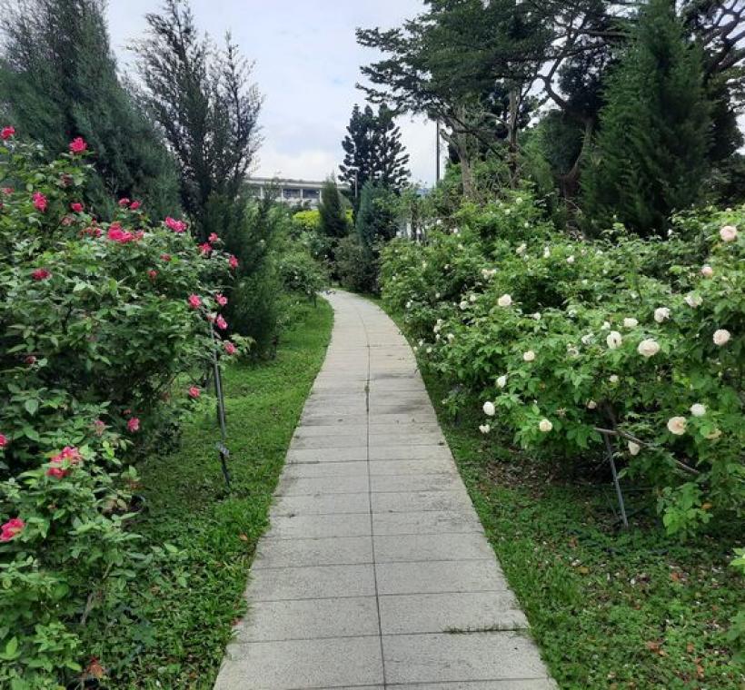 「Madame Antoine Rébé」與「白櫻鏡」分列小徑兩側，紅白花海交相輝映。