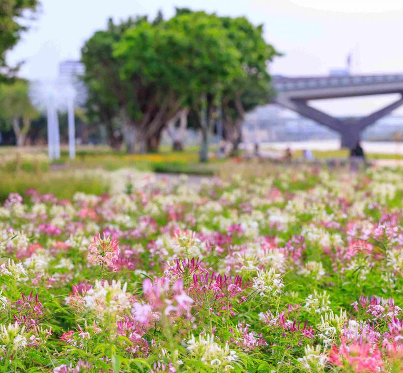 延平河濱花海 醉蝶花盛放
