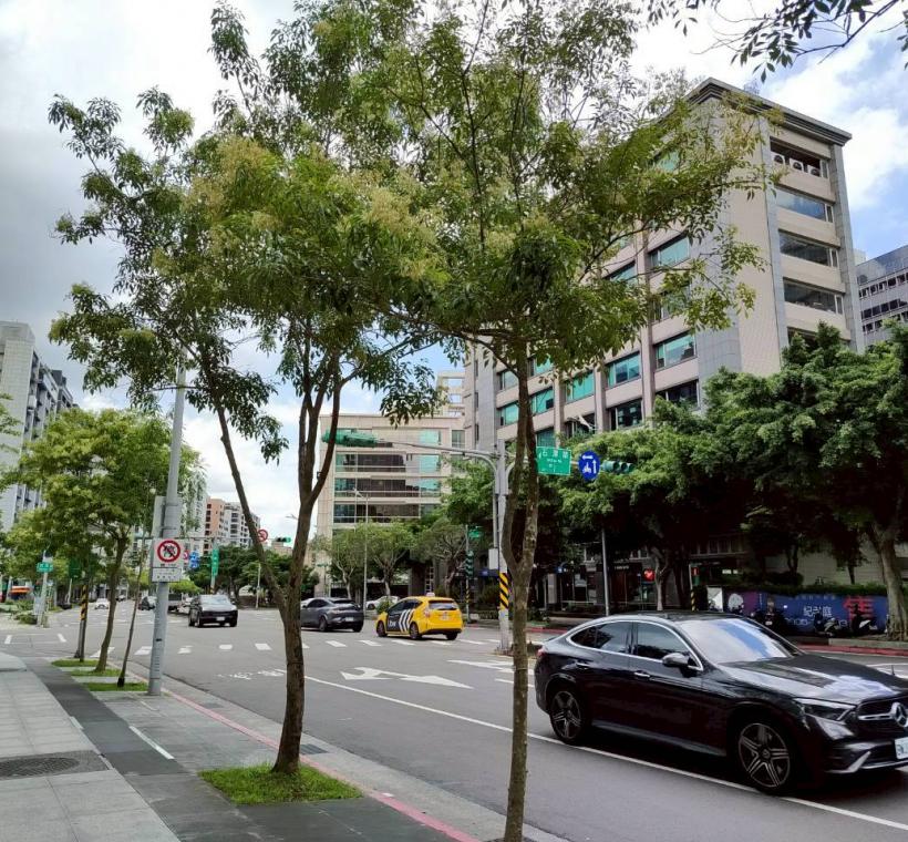 行善路人行道的光臘樹大片樹冠在藍天下舒展，為新社區帶來旺盛生機