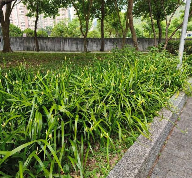 士林206號綠地巴西鳶尾開花前一天滿滿花苞。