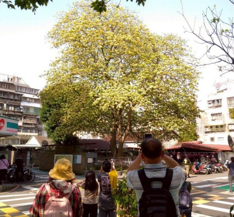  溫州街加羅林魚木是臺北市特色街景