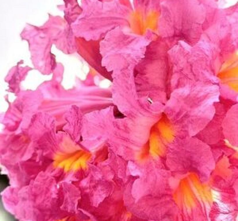 洋紅風鈴木如繡球般的花