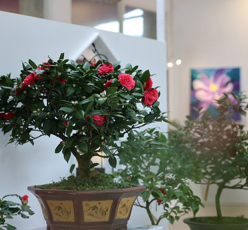 2025台北茶花展
