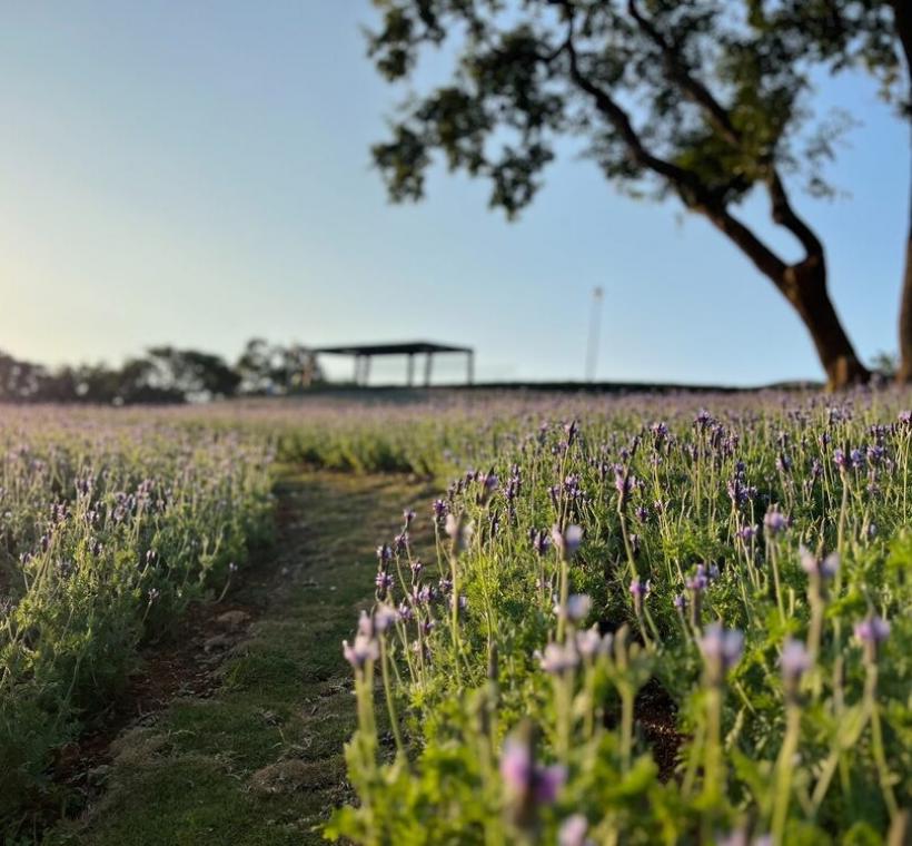 三層崎花海 薰衣草