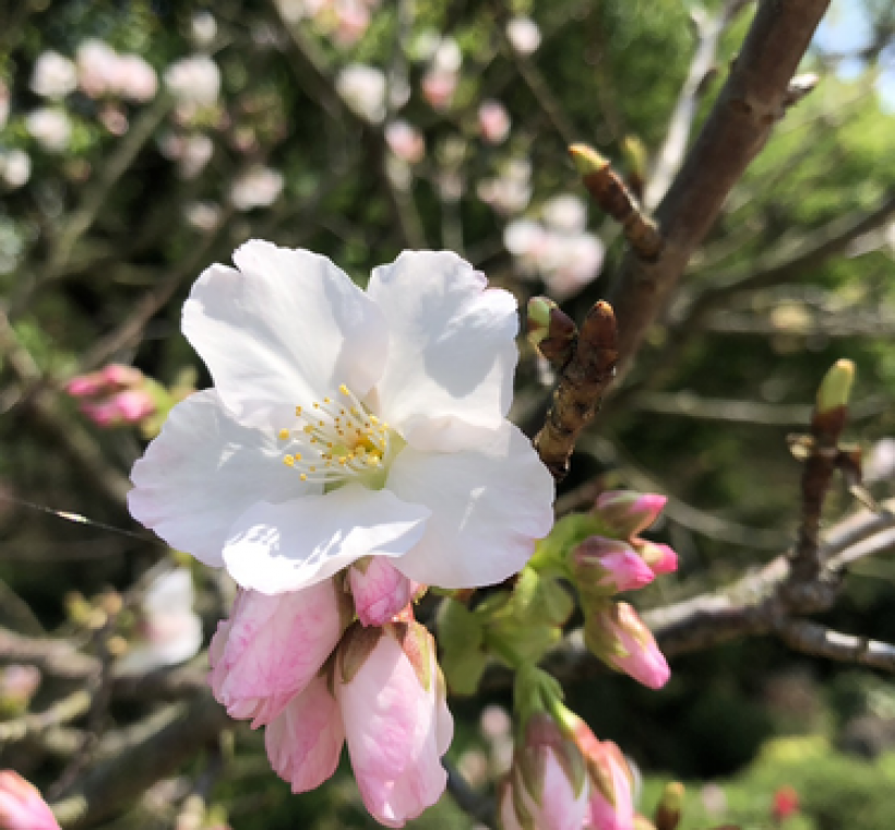 陽明公園王陽明銅像旁