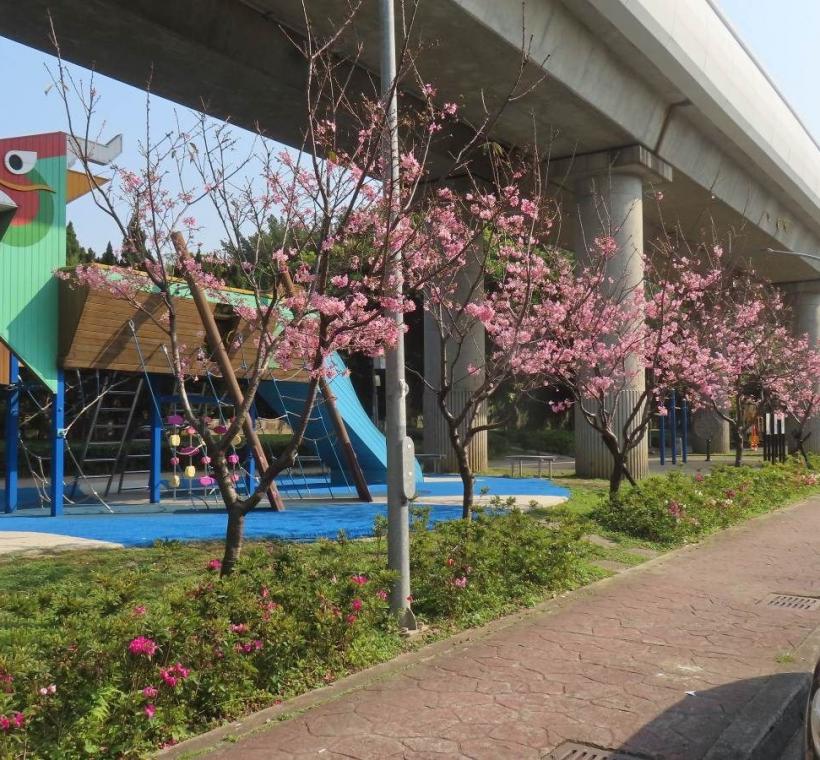 士林區劍潭國小對面捷運線形公園富士櫻已於329盛開。