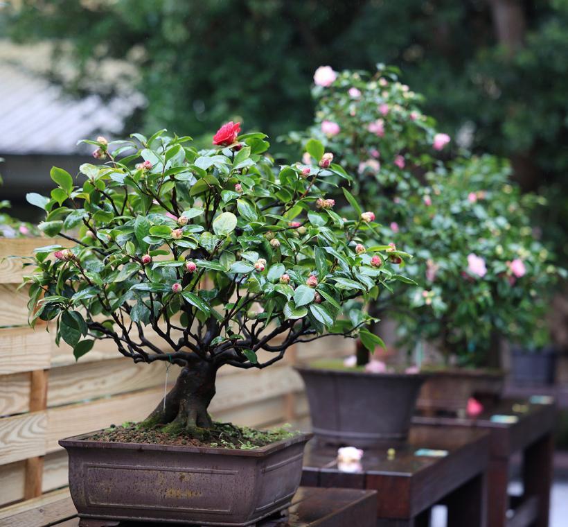 2025Taipei Camellia Show