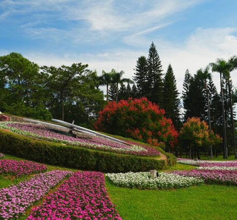 青年公園花鐘旁錯落數顆正轉紅的臺灣欒樹
